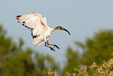 Image. Heiliger Ibis