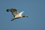 Image. Heiliger Ibis