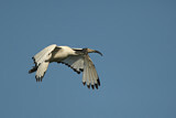Image. Heiliger Ibis