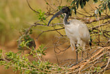 Image. Heiliger Ibis