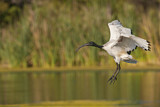 Image. Heiliger Ibis