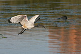Image. Heiliger Ibis