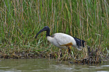 Image. Heiliger Ibis