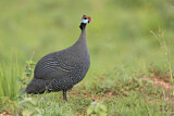 Image. Helmeted Guineafowl