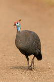 Image. Helmeted Guineafowl