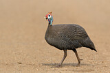 Image. Helmeted Guineafowl