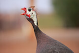 Image. Helmeted Guineafowl