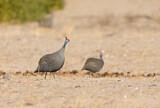 Image. Helmeted Guineafowl