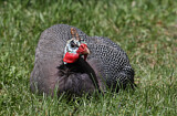 Image. Helmeted Guineafowl