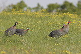 Image. Helmeted Guineafowl