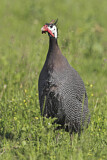 Image. Helmeted Guineafowl