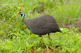 Image. Helmeted Guineafowl