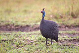 Image. Helmeted Guineafowl