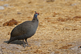 Image. Helmeted Guineafowl