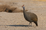 Image. Helmeted Guineafowl