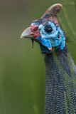 Image. Helmeted Guineafowl