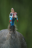 Image. Helmeted Guineafowl