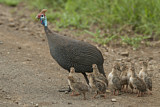 Image. Helmeted Guineafowl
