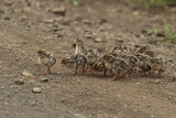 Image. Helmeted Guineafowl