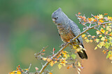 Image. Helmkakadu