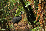 Image. Helmkasuar
