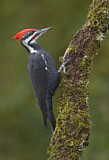 Image. Helmspecht