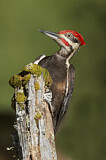 Image. Helmspecht