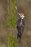 Image. Helmspecht