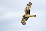 Image. Hen Harrier