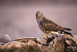 Image. Hen Harrier