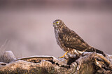 Image. Hen Harrier