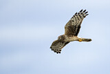 Image. Hen Harrier