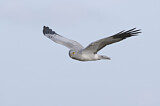 Image. Hen Harrier