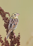 Image. Henslow's Sparrow