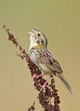 Image. Henslow's Sparrow