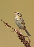 Image. Henslow's Sparrow