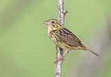 Image. Henslow's Sparrow