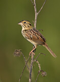 Image. Henslow's Sparrow