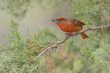 Image. Hepatic Tanager