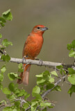 Image. Hepatic Tanager