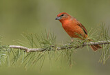 Image. Hepatic Tanager