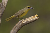 Image. Hepatic Tanager