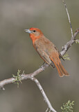 Image. Hepatic Tanager