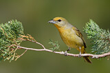 Image. Hepatic Tanager