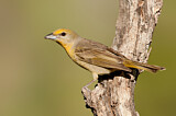 Image. Hepatic Tanager
