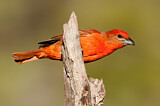 Image. Hepatic Tanager