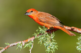 Image. Hepatic Tanager