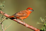 Image. Hepatic Tanager