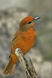 Image. Hepatic Tanager