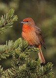Image. Hepatic Tanager